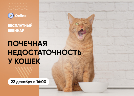 «Почечная недостаточность у кошек: как вовремя распознать симптомы и выбрать правильную стратегию лечения»
