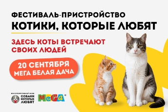 «Котики, которые любят»