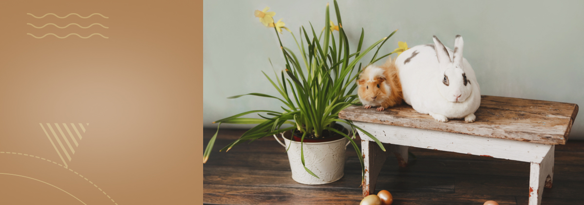 «Содержание грызунов в домашних условиях (кролики, шиншиллы и морские свинки)»