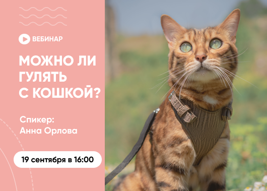 «Выгул домашней кошки: как обеспечить безопасность и комфорт»