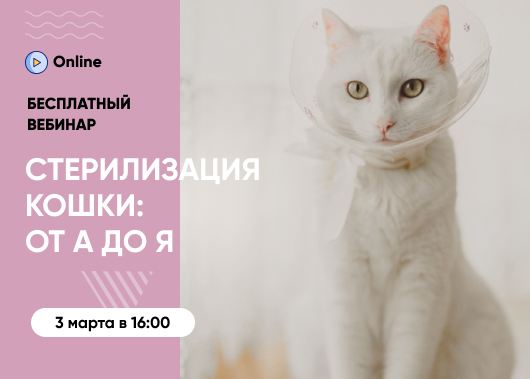 «Стерилизация кошки:  от А до Я»