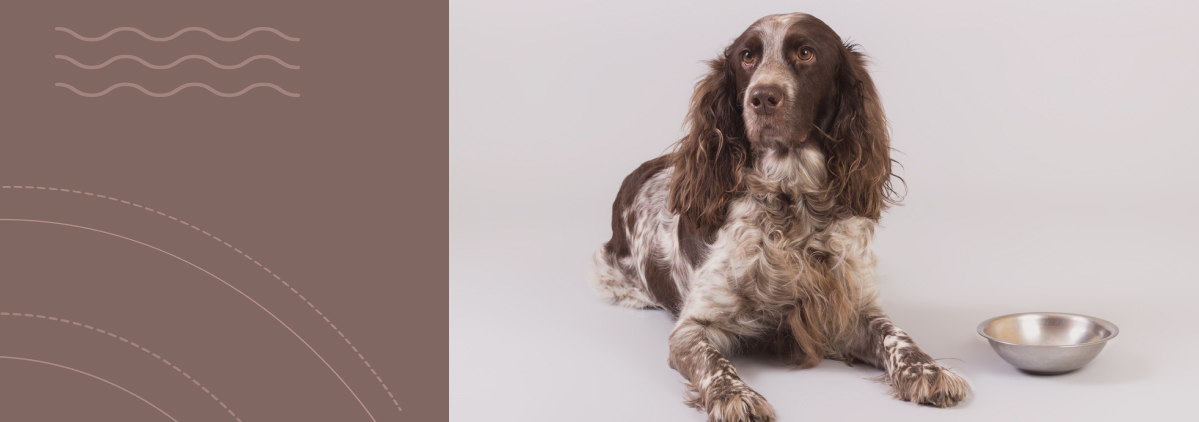 «Питание для стерилизованных собак»