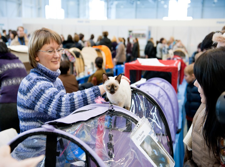 Выставка кошек «Летний Bastet»