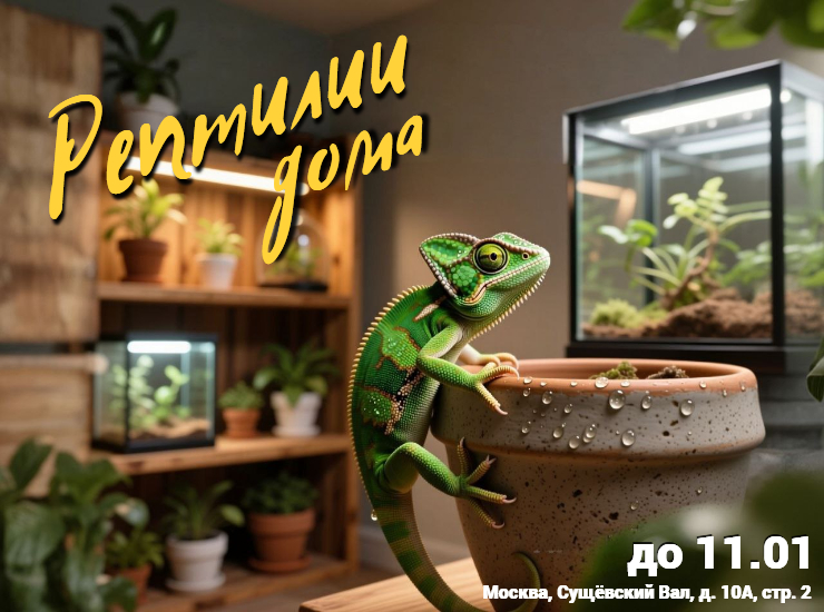 Рептилии дома – живое занятие