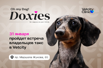 День таксы в Vetcity Clinic