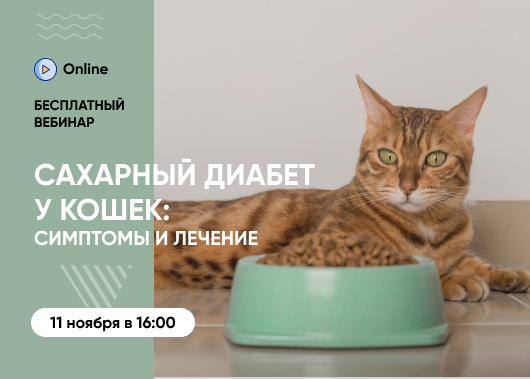 «Сахарный диабет у кошек: как распознать первые симптомы и подобрать эффективное лечение»