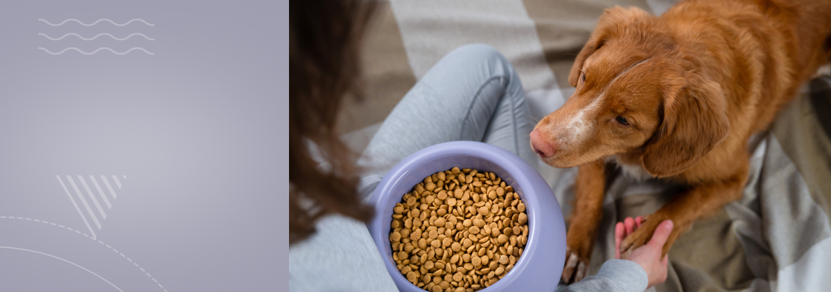 «Как определить аллергию на белок у питомца и подобрать оптимальный корм»