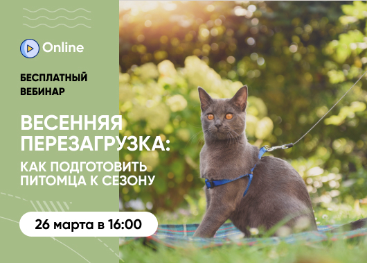 «Весенняя перезагрузка: как подготовить питомца к сезону»