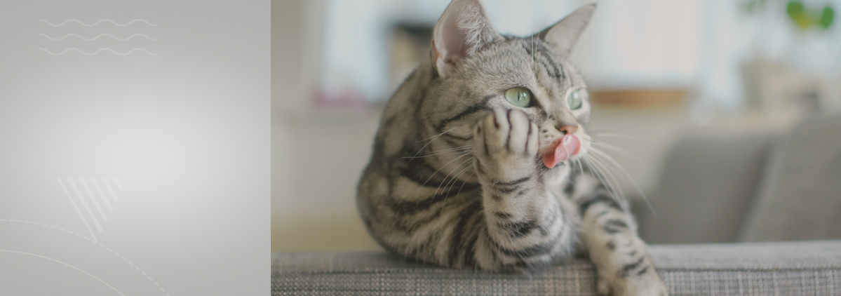 «Питание для стерилизованных кошек: все, что нужно знать»