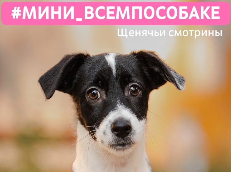 Щенячьи смотрины