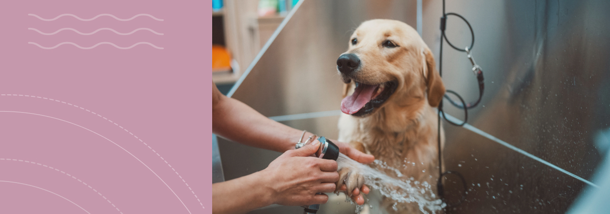 «Сухость кожи у питомцев: причины и профилактика»