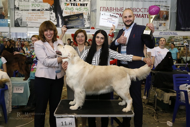 VolgaGroom: марафон заботы и красоты VolgaGroom: марафон заботы и красоты