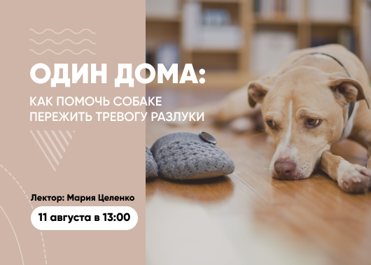 Вебинар «Один дома: как помочь собаке пережить тревогу разлуки»