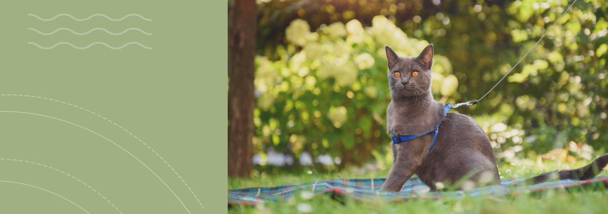 «Весенняя перезагрузка: как подготовить питомца к сезону»