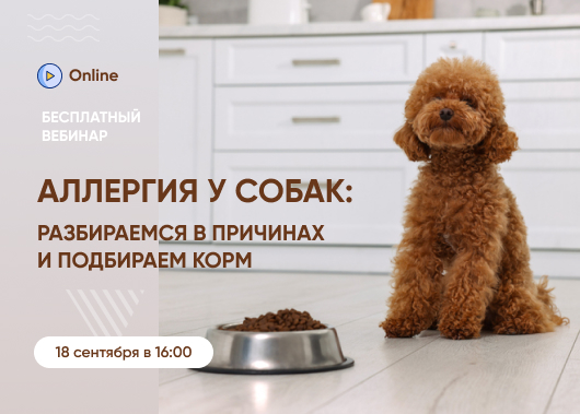 «Аллергия у собак: разбираемся в причинах и подбираем корм»