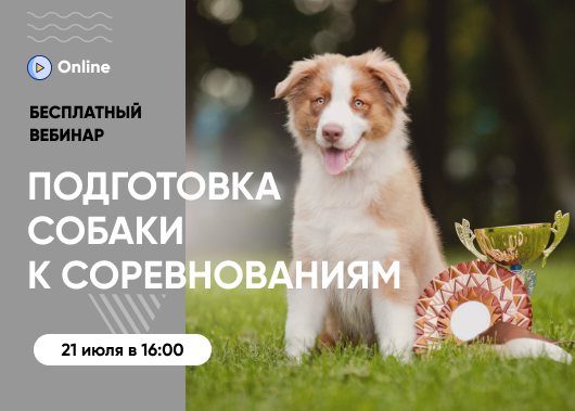 «Подготовка собаки к соревнованиям: как диета помогает управлять стрессом»