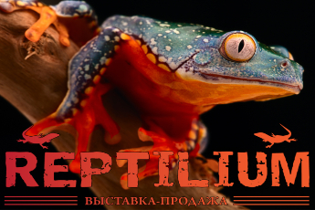 «Рептилиум»