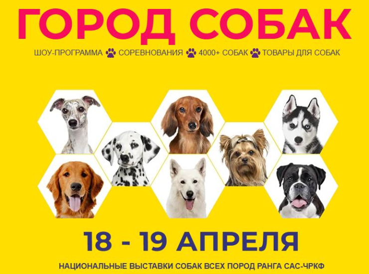 «Город собак»