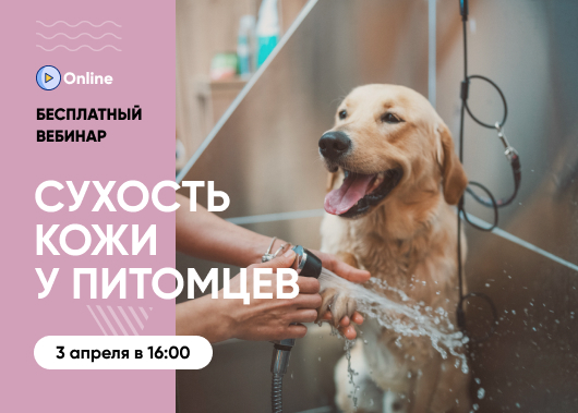 «Сухость кожи у питомцев: причины и профилактика»