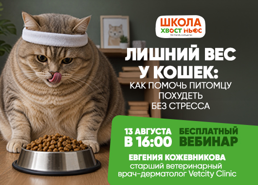 «Лишний вес у кошек: как помочь питомцу похудеть без стресса»