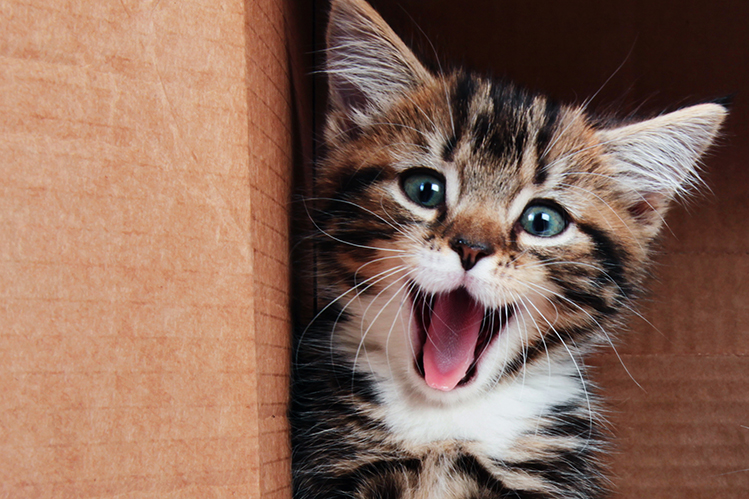 Как прикольно назвать котенка? | Хвост Ньюс