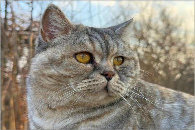 shotlandskaya-pryamoukhaya-koshka-skottish-strayt3.jpg