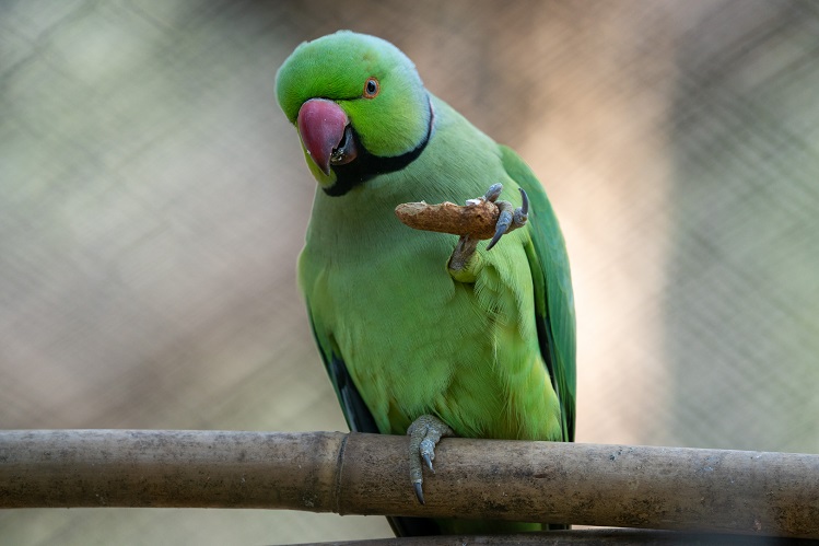 Какие виды попугаев разговаривают? ТОП-6 говорящих попугаев - Хвост Ньюс