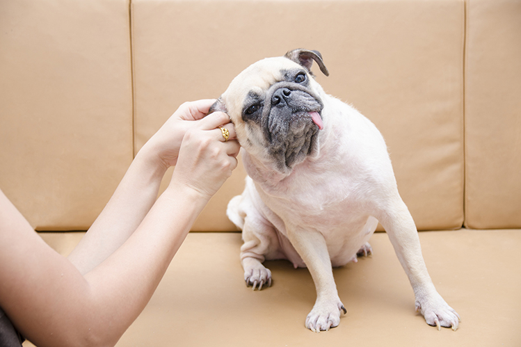Как чистить уши собаке?