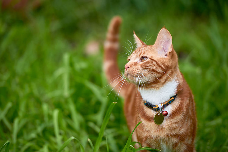 Как защитить шерсть кошки в летнее время?