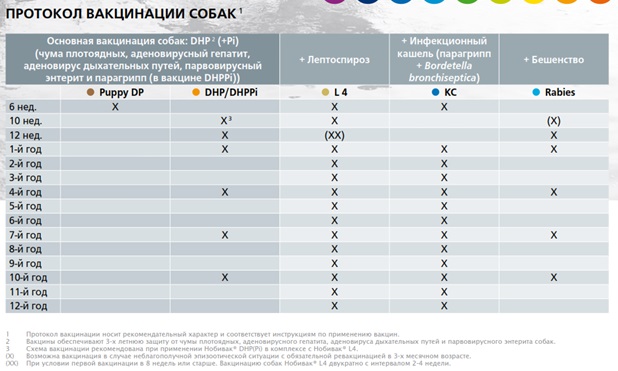 Схема вакцинации собак