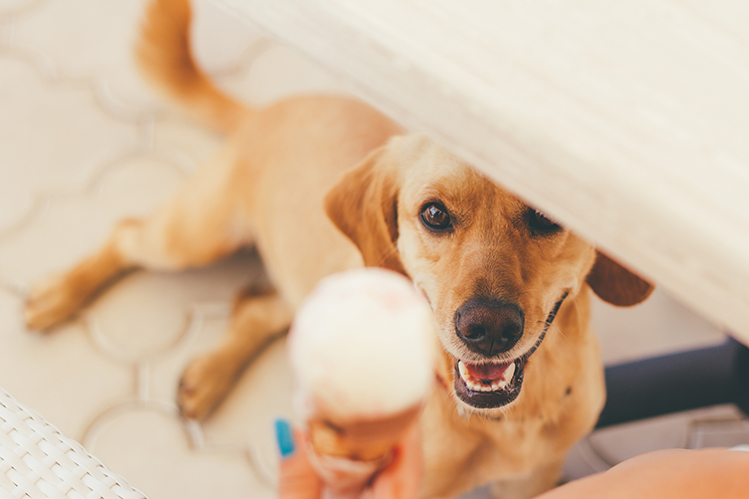 Как сделать мороженое для собак?