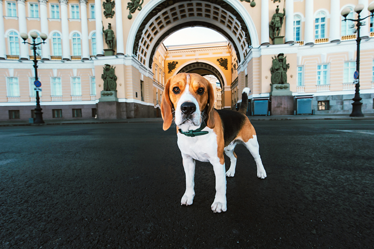 Советы по посещению pet-friendly мест.png