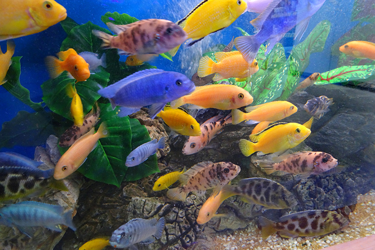 Содержание цихлид в аквариуме | Хвост Ньюс
