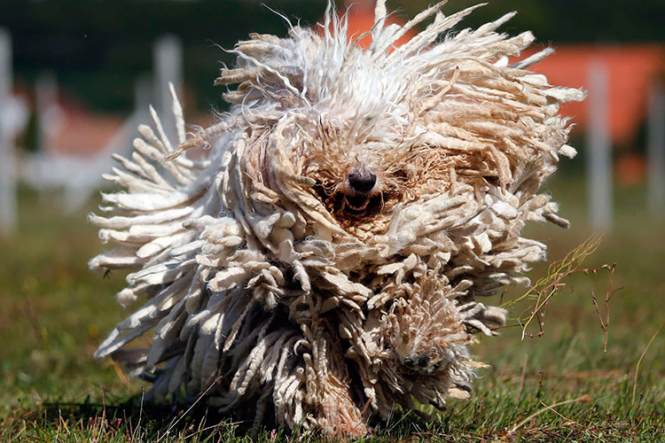Венгерская овчарка собаки (45 фото)