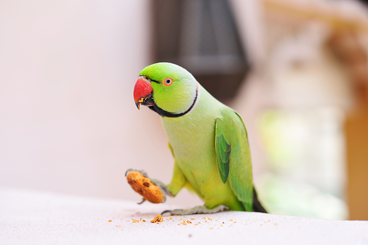 Как правильно кормить попугая?