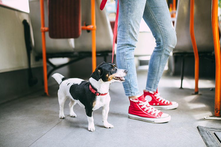 Как приучить собаку к общественному транспорту?