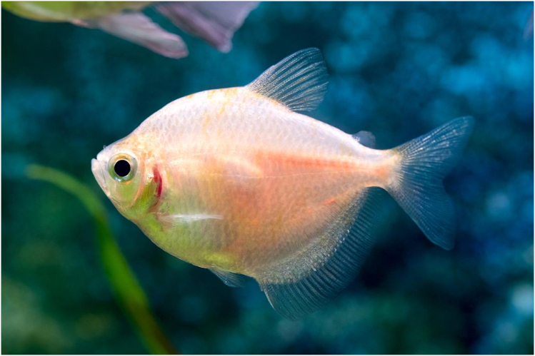 akvariumnaya-rybka-ternetsiya1.jpg