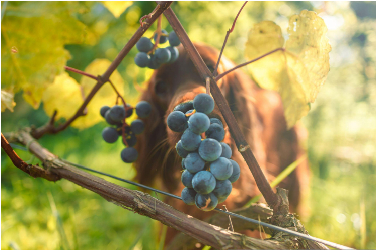 mozhno-li-davat-sobake-vinograd2.jpg