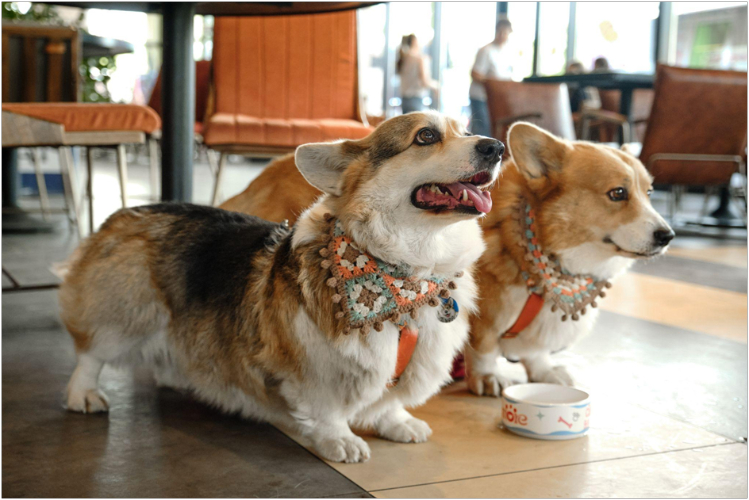 kafe-i-restorany-gde-rady-pitomtsam-dog-friendly-gid-po-moskve2.jpg