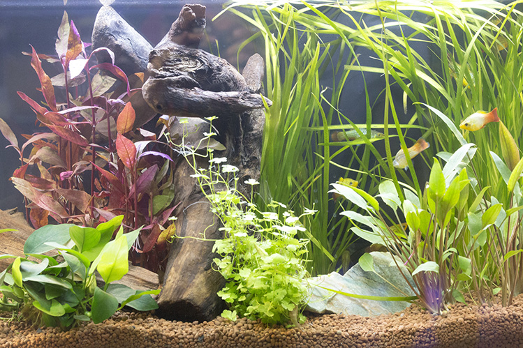 Как правильно декорировать аквариум?