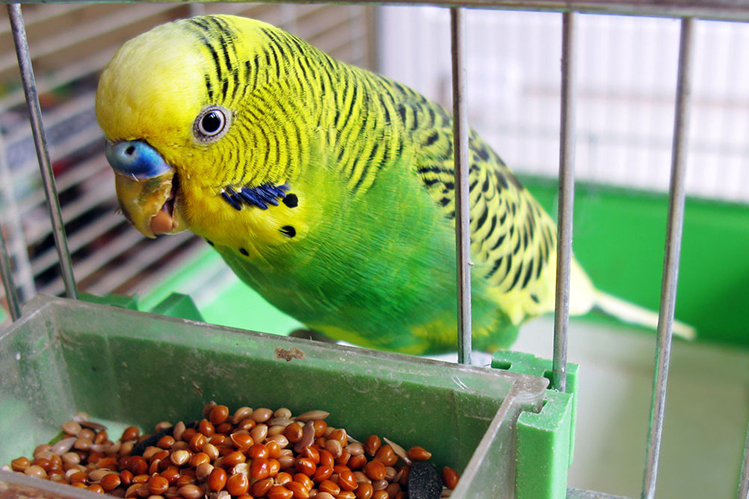 Проблемы с пищеварением у птиц