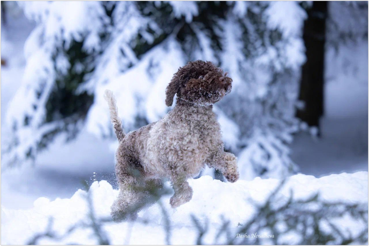 lagotto-romanolo3.jpg