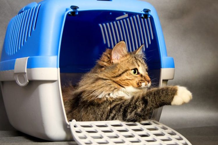 Перевозка кошки в поезде