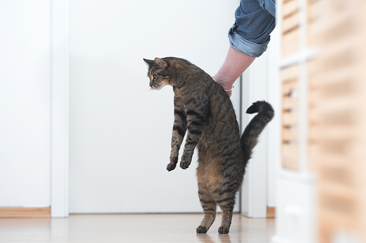 Как помочь кошке при течке? | Хвост Ньюс