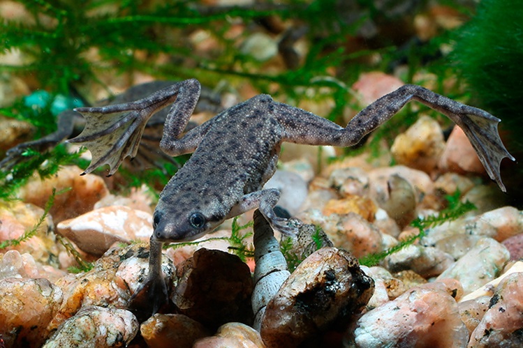 Африканская карликовая лягушка, или когтеносец Бёттгера (Hymenochirus spp.).jpg