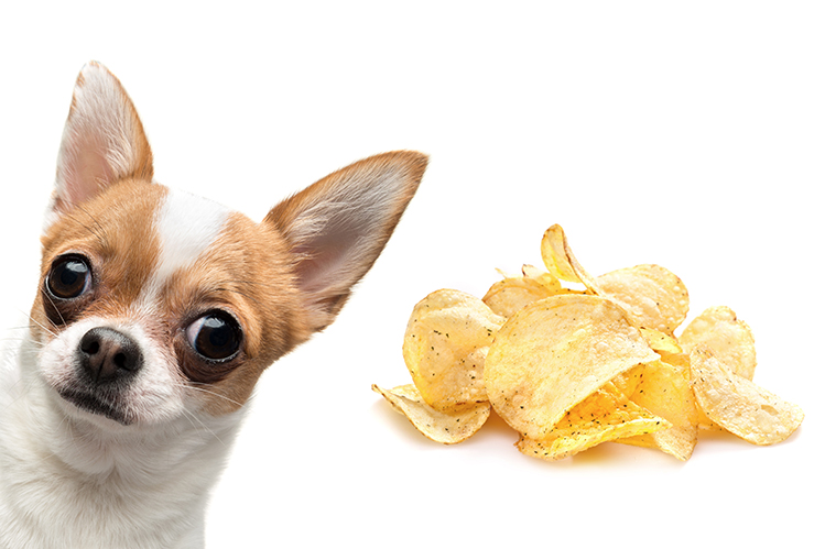 Можно ли собакам чипсы?