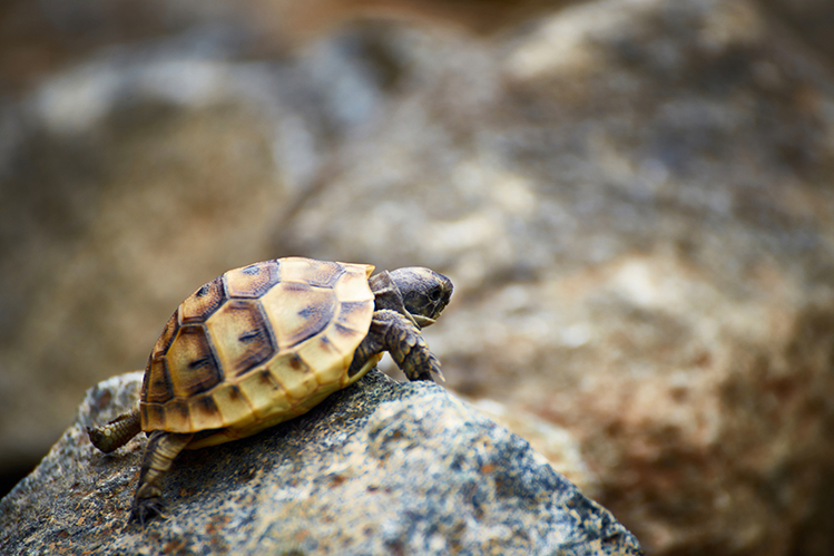 Пить ли черепахам воду: особенности питья сухопутных черепах в домашних условиях