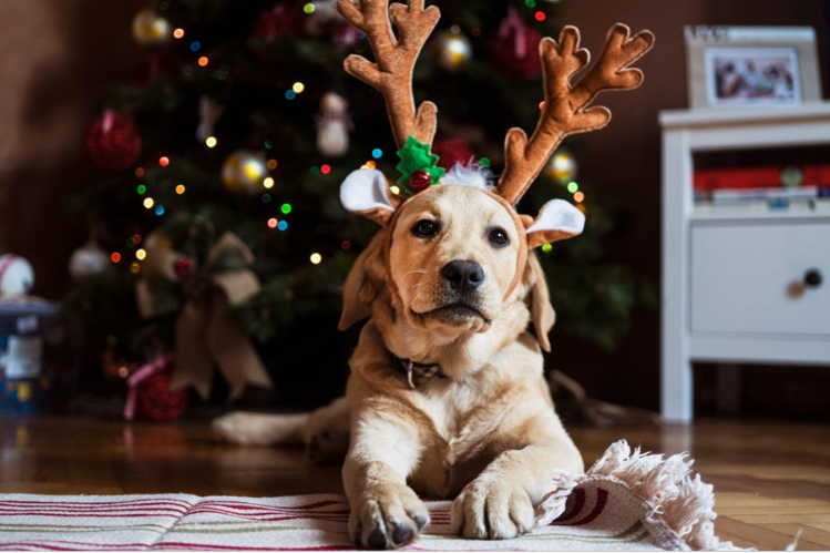 idei-dlya-novogodney-fotosessii-s-sobakoy5.jpg
