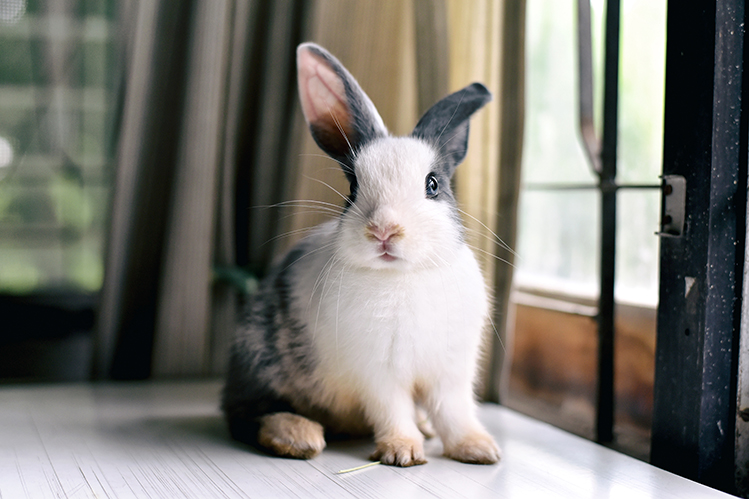 Что нужно знать о поведении кролика?