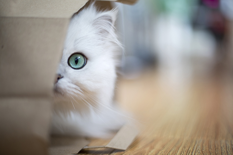 Когда котята меняют цвет глаз?